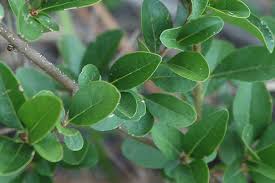 Attēlu rezultāti vaicājumam “Ligustrum vulgare”