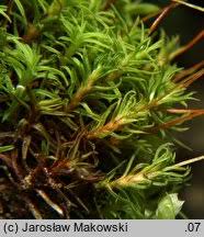 Attēlu rezultāti vaicājumam “Bryoerythrophyllum recurvirostrum”