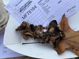 Attēlu rezultāti vaicājumam “Ionomidotis irregularis”