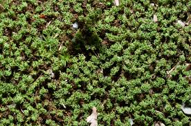 Attēlu rezultāti vaicājumam “Tortella tortuosa”