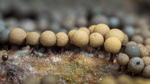 Attēlu rezultāti vaicājumam “Clastoderma debaryanum stalked”