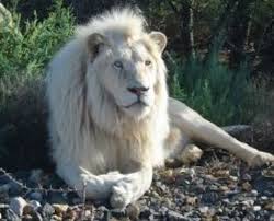 Image result for Llantwit Lions