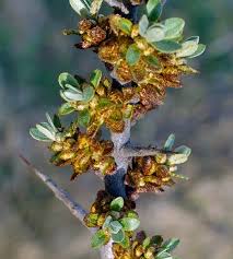 Attēlu rezultāti vaicājumam “Hippophae rhamnoides male flower”