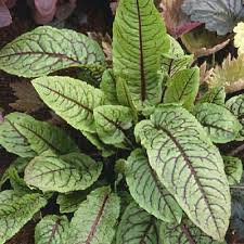 Attēlu rezultāti vaicājumam “Rumex hydrolapathum leaf”