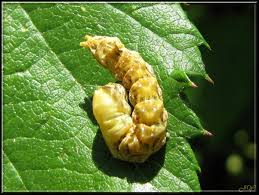 Attēlu rezultāti vaicājumam “Thyatira batis imago”