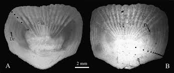 Image result for Diplodus puntazzo
