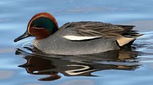 Attēlu rezultāti vaicājumam “Anas crecca”