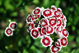 Attēlu rezultāti vaicājumam “Dianthus barbatus flower”