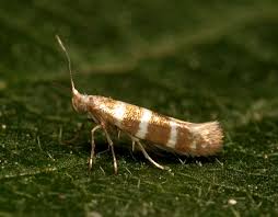 Attēlu rezultāti vaicājumam “Argyresthiidae”