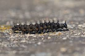 Attēlu rezultāti vaicājumam “Araschnia levana larva”