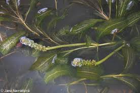 Attēlu rezultāti vaicājumam “Potamogeton lucens leaf”