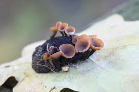 Attēlu rezultāti vaicājumam “Ciboria amentacea”