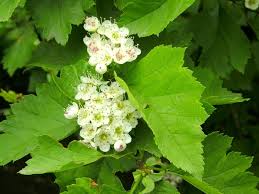 Attēlu rezultāti vaicājumam “Crataegus chlorosarca”