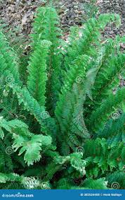 Attēlu rezultāti vaicājumam “Polystichum aculeatum”