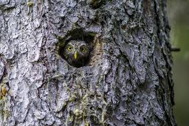 Attēlu rezultāti vaicājumam “Glaucidium passerinum”
