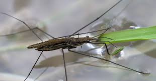 Attēlu rezultāti vaicājumam “Aquarius najas”