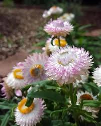 Image result for Helichrysum bracteatum