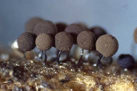 Attēlu rezultāti vaicājumam “Enerthenema papillatum spores”