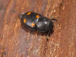 Attēlu rezultāti vaicājumam “Glischrochilus hortensis”