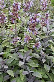 Attēlu rezultāti vaicājumam “Salvia officinalis”