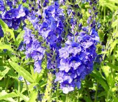 Attēlu rezultāti vaicājumam “Veronica austriaca subsp. teucrium flower”