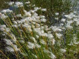 Attēlu rezultāti vaicājumam “Trichophorum alpinum fruit”