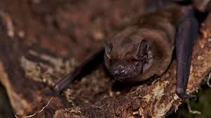 Attēlu rezultāti vaicājumam “Nyctalus noctula”