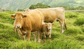 Image result for ganado bovino