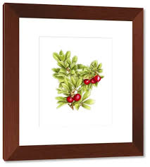 Attēlu rezultāti vaicājumam “Arctostaphylos uva-ursi fruit”