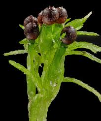 Attēlu rezultāti vaicājumam “Sphagnum angustifolium sporophyte”