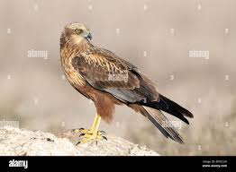 Attēlu rezultāti vaicājumam “Circus aeruginosus”