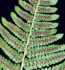 Attēlu rezultāti vaicājumam “Dryopteris filix-mas”