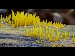 Attēlu rezultāti vaicājumam “Calocera cornea”