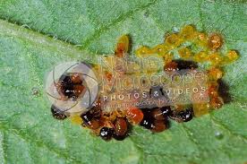 Attēlu rezultāti vaicājumam “Leptinotarsa decemlineata”