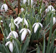 Attēlu rezultāti vaicājumam “Galanthus nivalis bud”