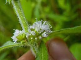 Attēlu rezultāti vaicājumam “Mentha arvensis flower”