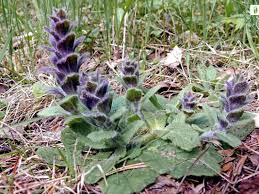 Attēlu rezultāti vaicājumam “Ajuga pyramidalis leaf”