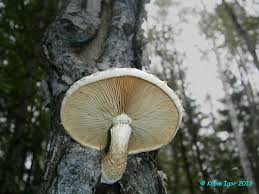 Attēlu rezultāti vaicājumam “Pholiota heteroclita”