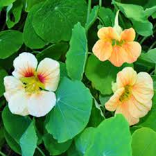 Image result for Tropaeolum minus