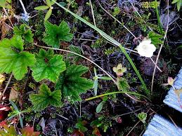 Attēlu rezultāti vaicājumam “Rubus chamaemorus leaf”