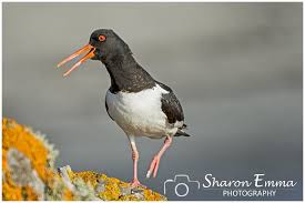 Attēlu rezultāti vaicājumam “Haematopus ostralegus”