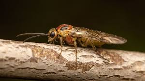 Attēlu rezultāti vaicājumam “Tenthredinidae”