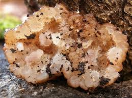 Attēlu rezultāti vaicājumam “Exidia cartilaginea”