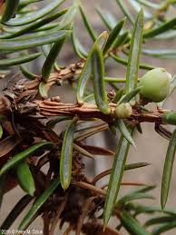 Attēlu rezultāti vaicājumam “Juniperus communis leaf”