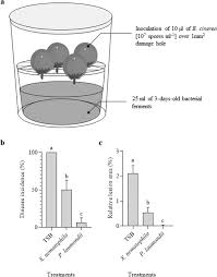 Attēlu rezultāti vaicājumam “Trichia botrytis var. cerifera macro”