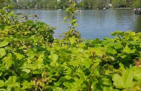 Image result for Insel der Jugend, Berlin