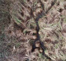 Attēlu rezultāti vaicājumam “Carex cespitosa”