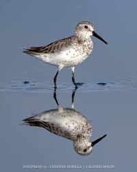 Attēlu rezultāti vaicājumam “Calidris”