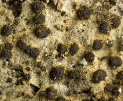 Attēlu rezultāti vaicājumam “Arthonia vinosa”