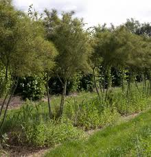 Attēlu rezultāti vaicājumam “Frangula alnus”